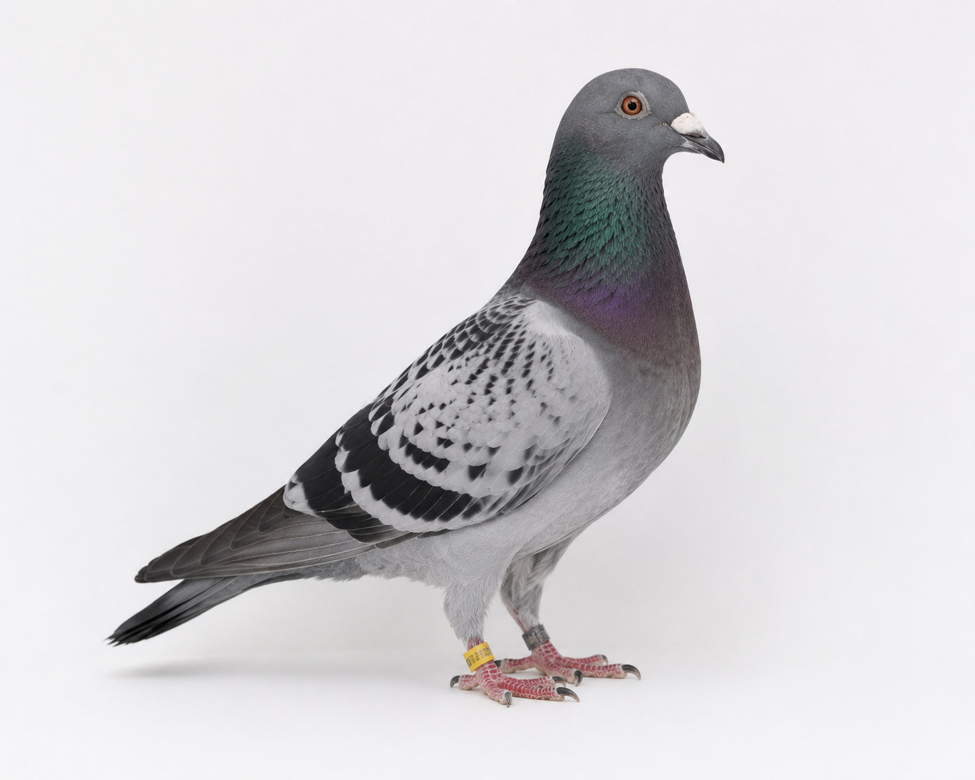 Serrano III
